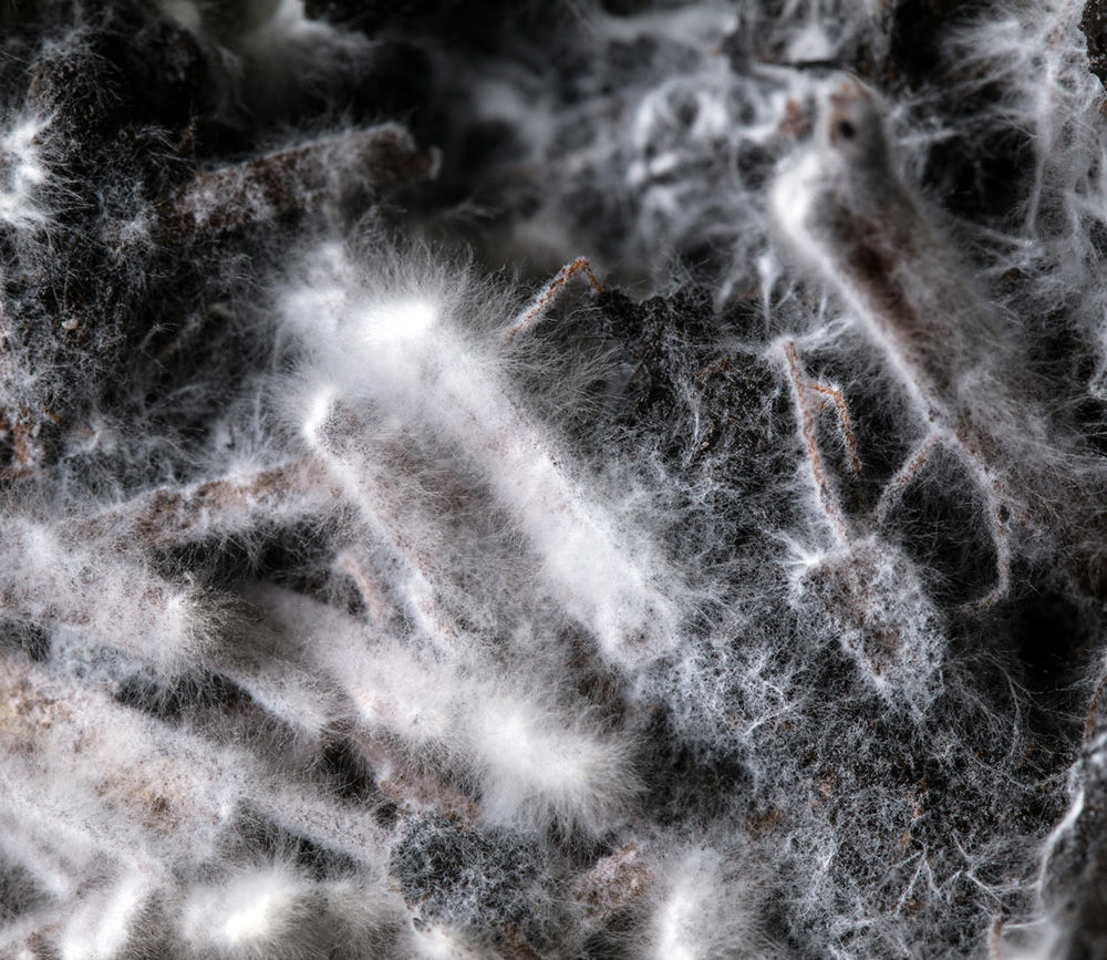 צילום תפטיר