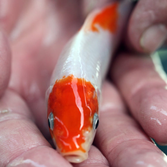 צילום דג קוי