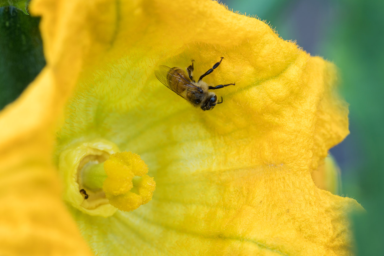צילום דבורה על פרח