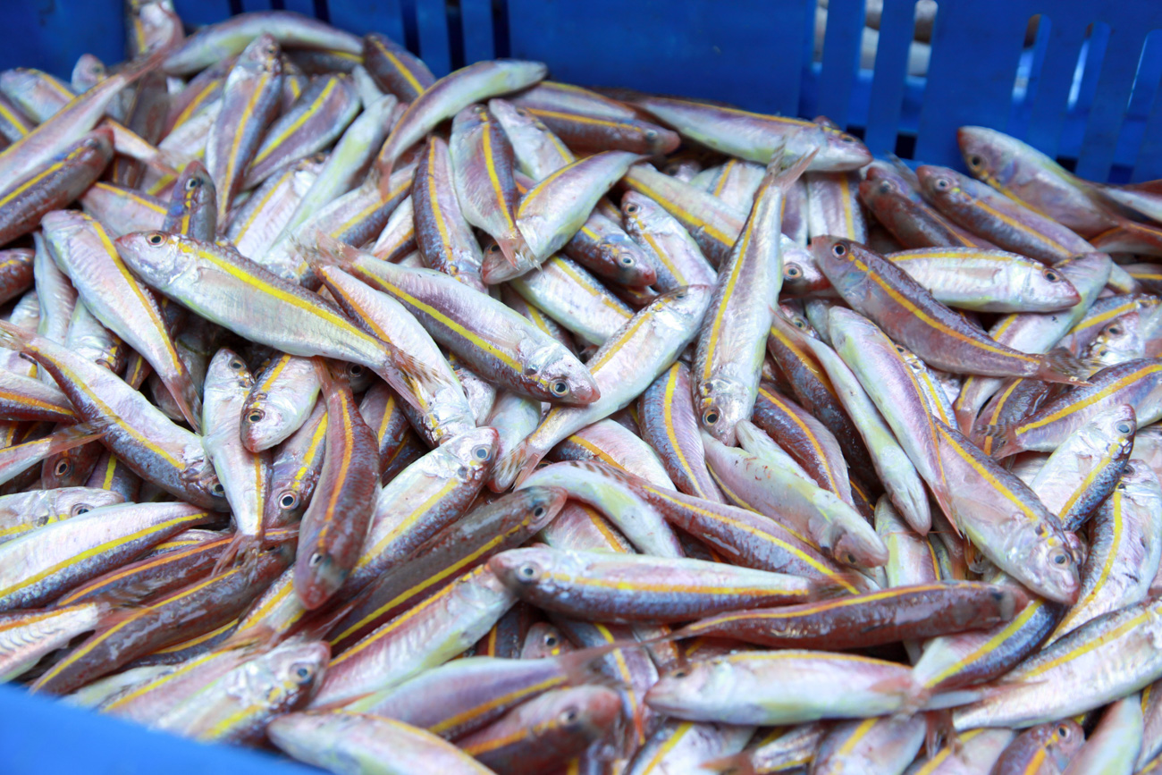 צילום דגים בשוק