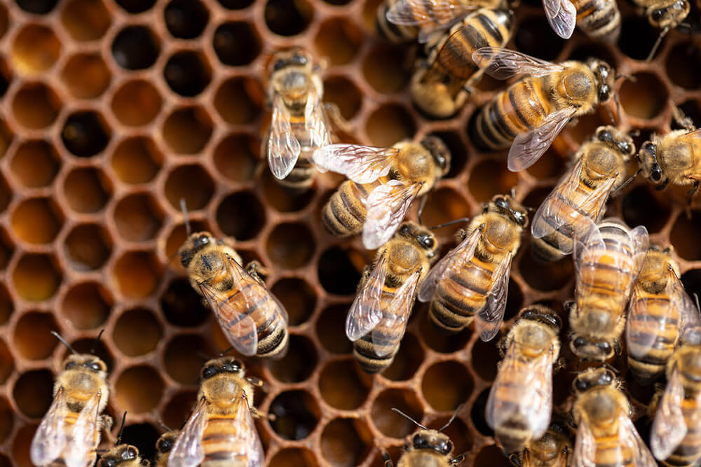 דבורים על חלת דבש