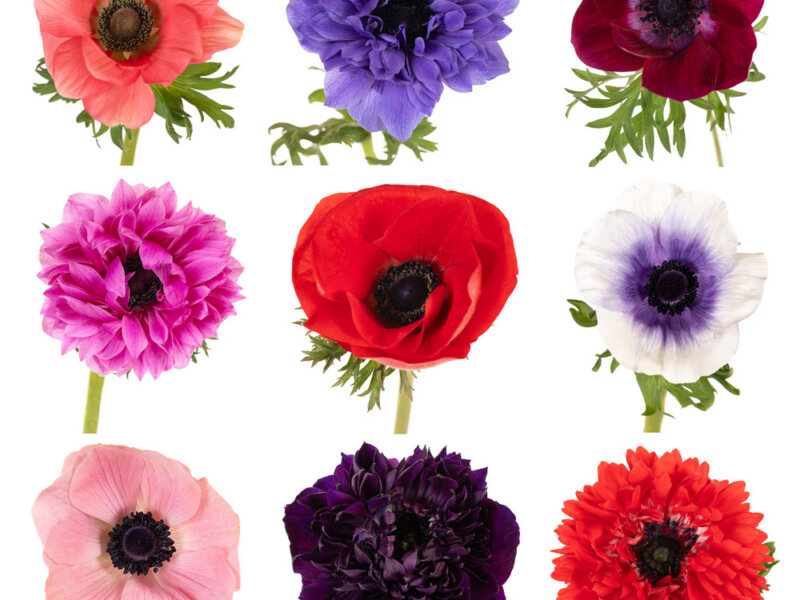 קטלוג מצולם של כלניות